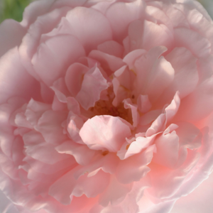 Web trgovina ruža - engleska ruža - ružičasta - Rosa  Ausclub - diskretni miris ruže - David Austin - -